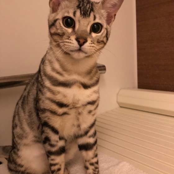 お風呂の蓋の上にいるベンガル