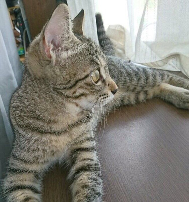 子猫時代のCielちゃん