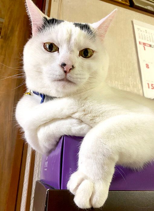 飼い主を見下ろす猫