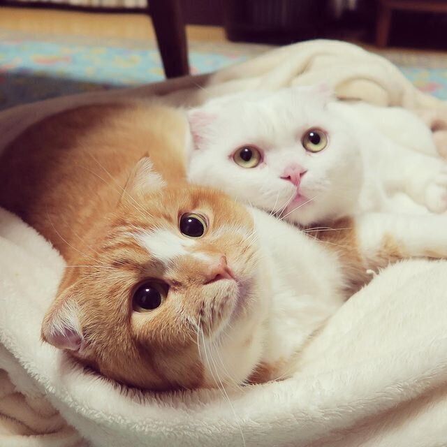 仲良し猫