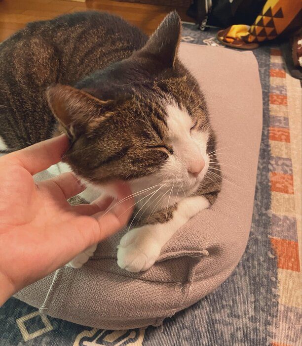 撫でられている猫