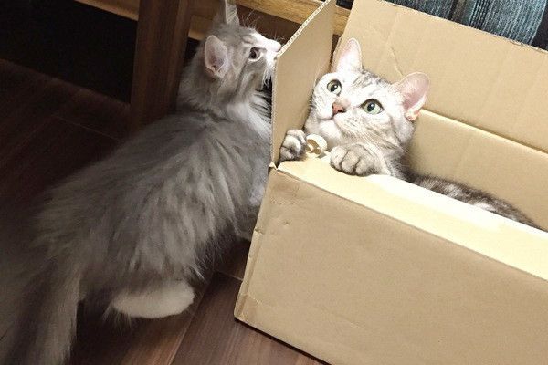 寄り添う猫