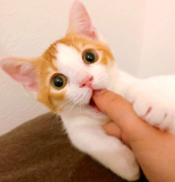 カプッと指をくわえるもち丸くん