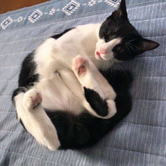 黒白猫のぱるちゃん