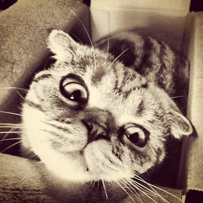 @tacos_cat