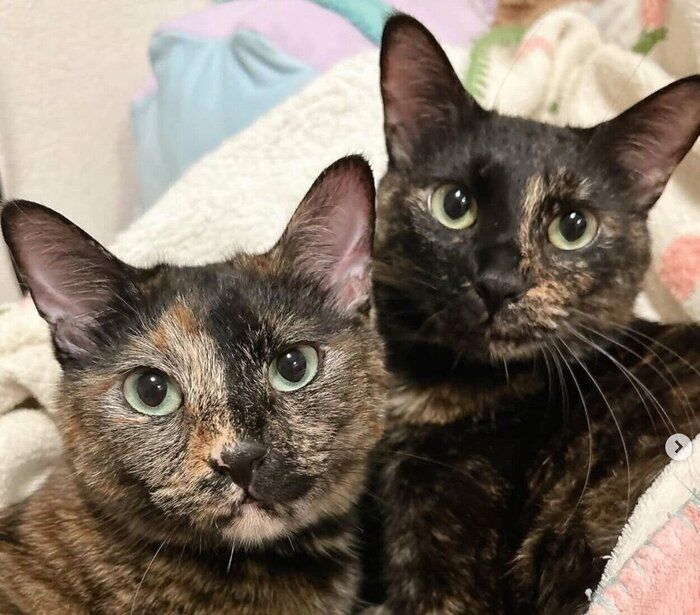 見つめるエルちゃんとツヴェちゃん