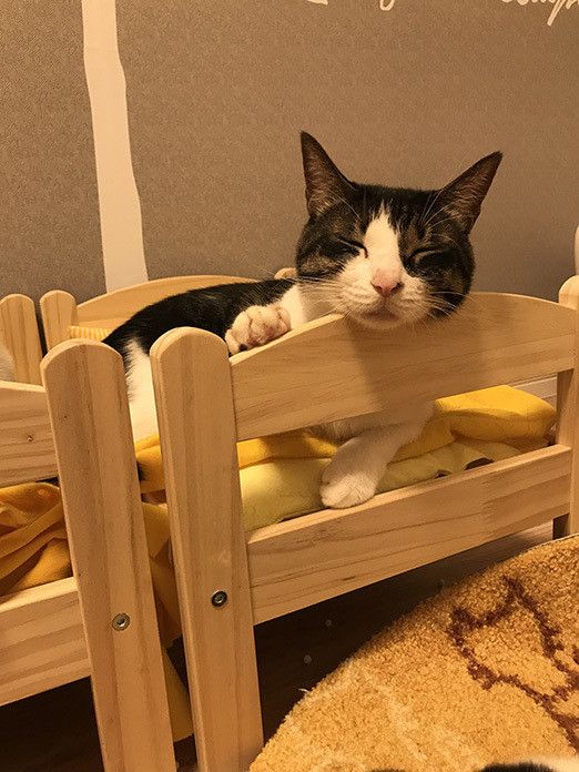 ポポロンファン必見! ベッドの上のおねむポポロン