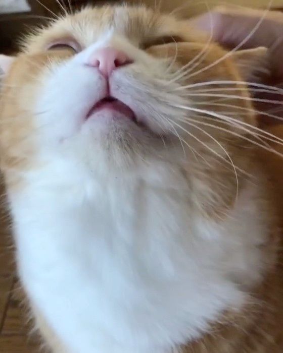 ブラッシングされる猫