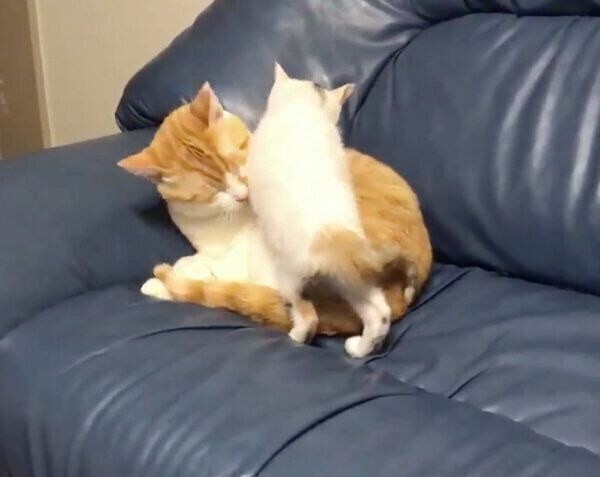 むぎくんの体に覆いかぶさるキキちゃん