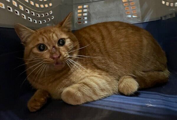 キャリーケースに入っているゆたくん