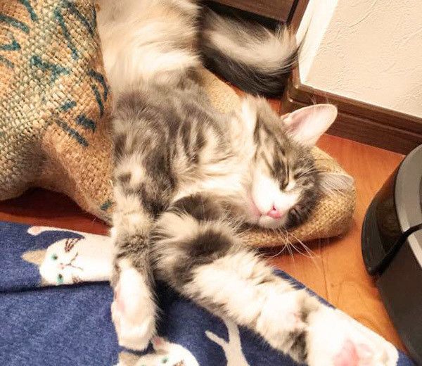 眠る猫