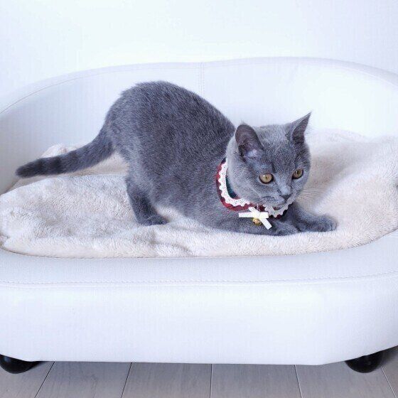 猫が おしりを高く上げる ときの心理２つ やってあげると喜ぶ対応も解説 ねこのきもちweb Magazine