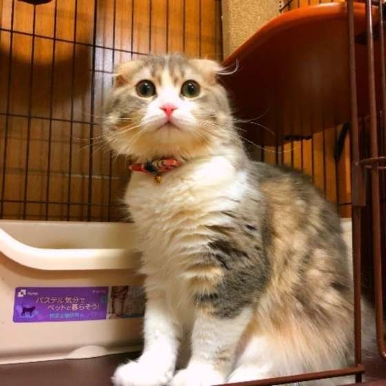 見つめるスコティッシュフォールド