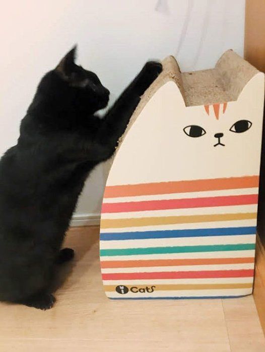 爪をとぐ猫