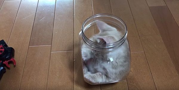 瓶の中の猫