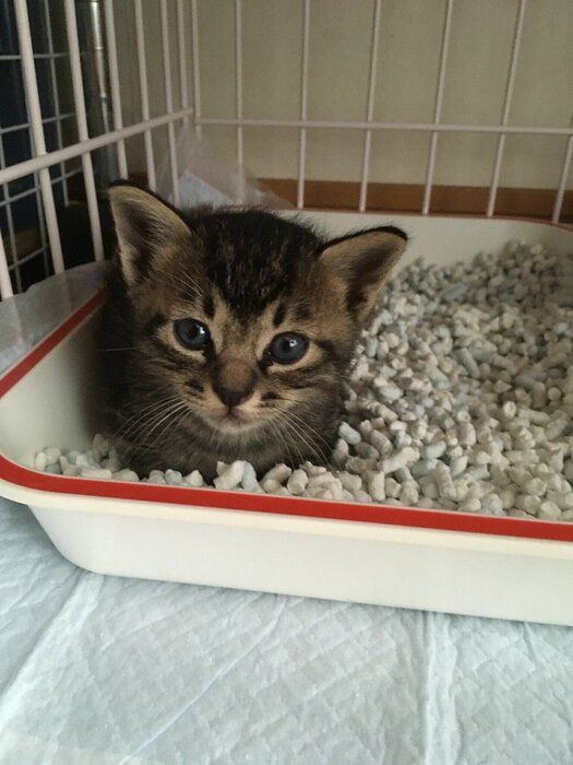 小さくてかわいらしい　子猫時代のボンくん