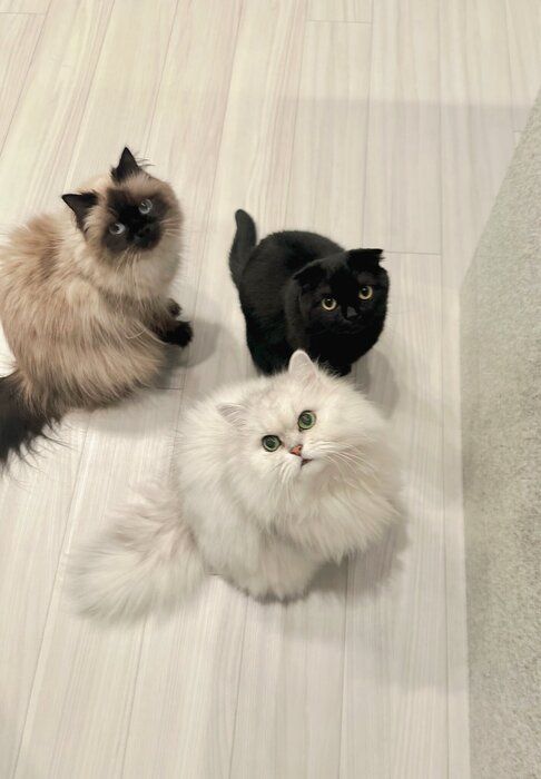3匹の猫