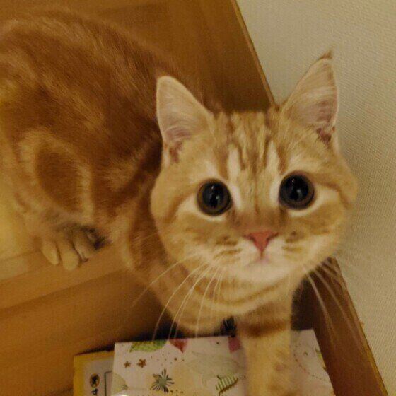 見上げるスコティッシュフォールド
