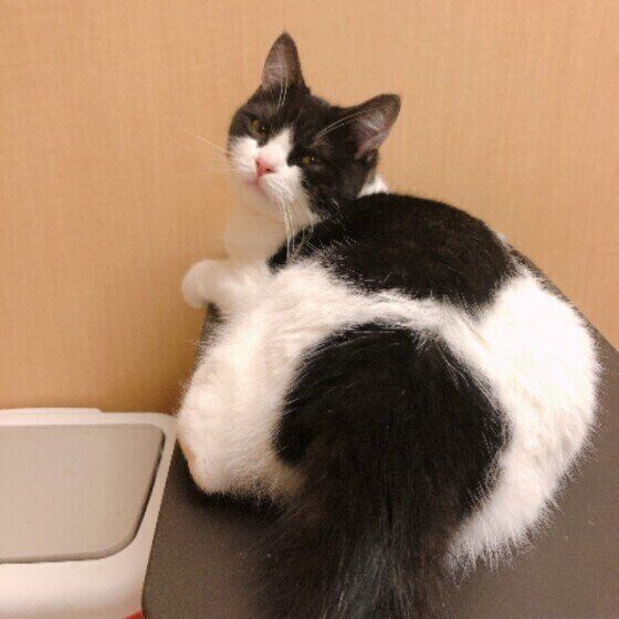 振り向く猫