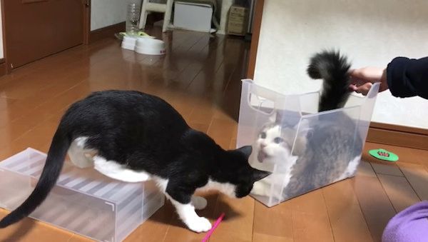 箱に夢中な猫