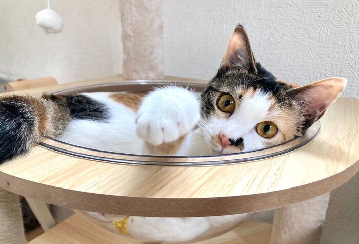 まったりするむすびちゃん
