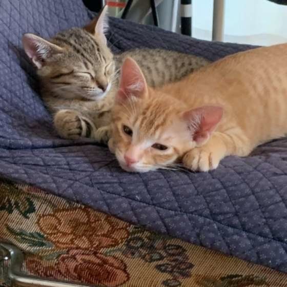 寄り添う猫