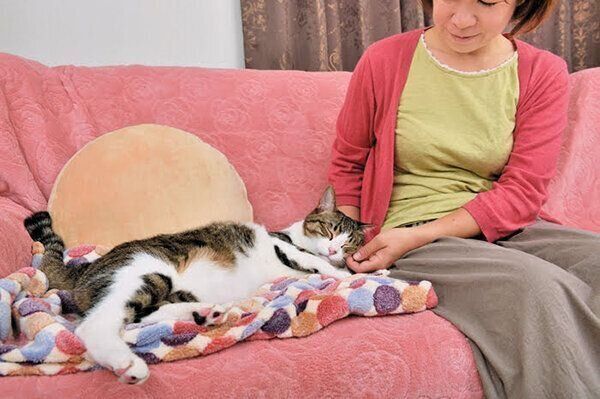 飼い主さんに甘える猫