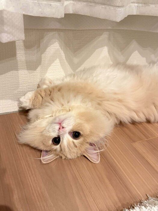 飼い主を見るミヌエット