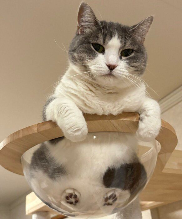 キャットタワーのカプセルに入るウリちゃん
