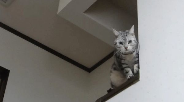 見つめる猫