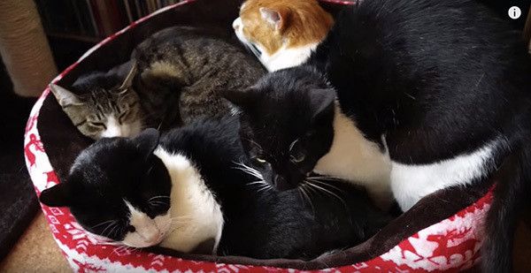 猫団子