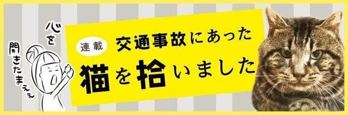 癒しの猫あくび動画、映っていたのは“尊い口”と“飼い主の黒歴史”？【連載】交通事故にあった猫を拾いました#236