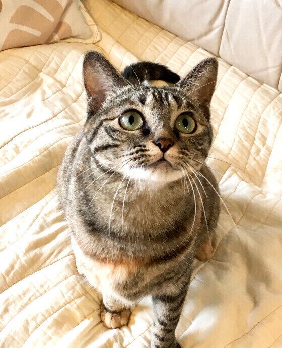 じゃらしに夢中のローゼンバッハ・ココちゃん