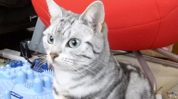 雪を見る猫