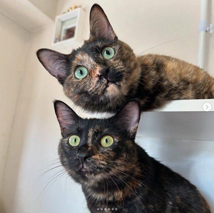 仲良しなエルちゃん、ツヴェちゃん