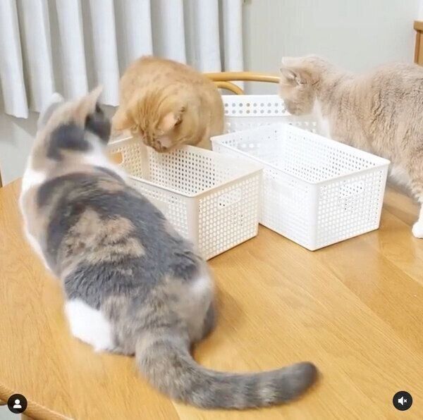 どのカゴに入ろうか迷うココちゃん