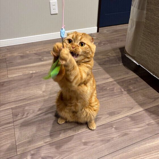 スコティッシュフォールドの天くん