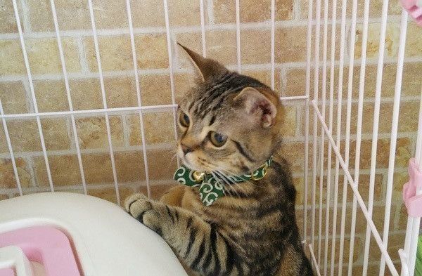 見つめる猫