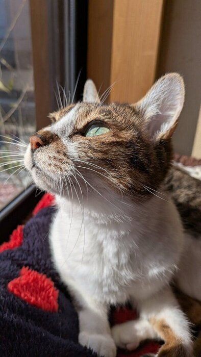 リラックスした様子でひなたぼっこするベルちゃん