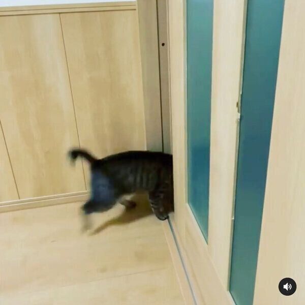 パパさんの仕事部屋に入った小豆ちゃん