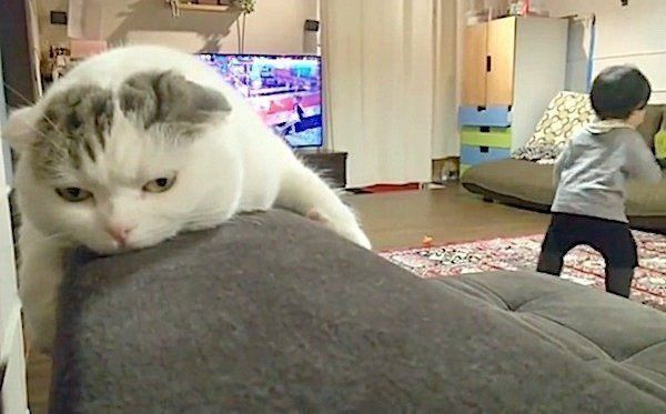 子どもとテンションのギャップがある猫