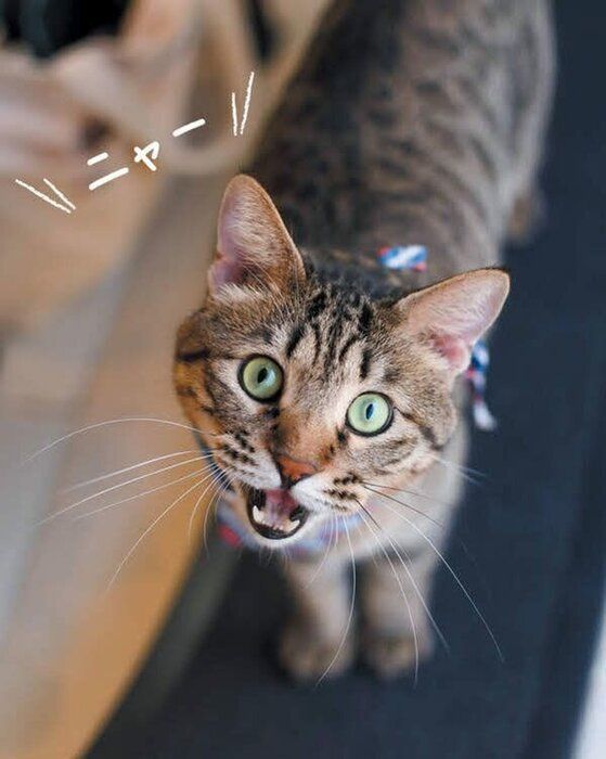 鳴く猫
