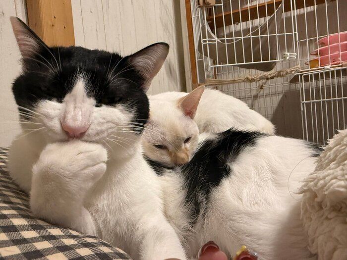 のんびりと過ごす2匹の猫