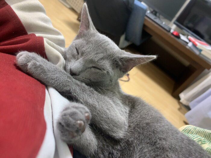 生後3カ月のロシアンブルー