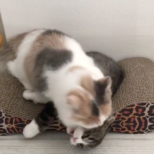 ケンカする猫