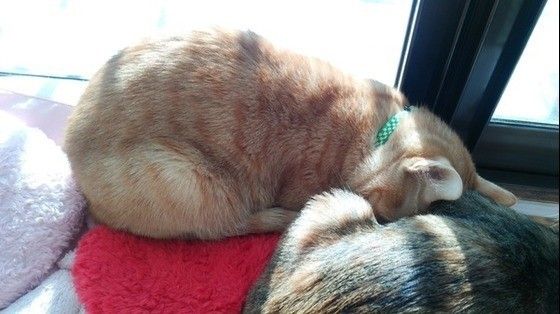 眠る猫