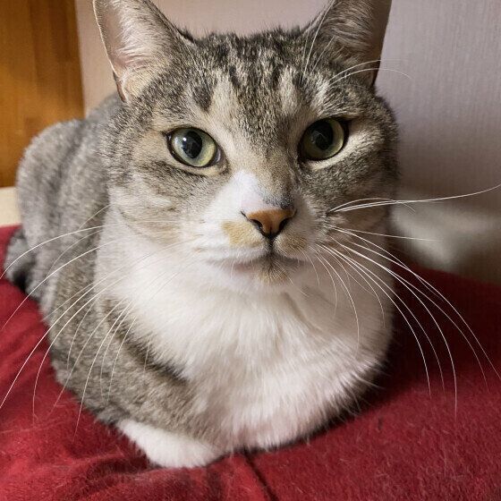 MIXサバトラのチョビくん