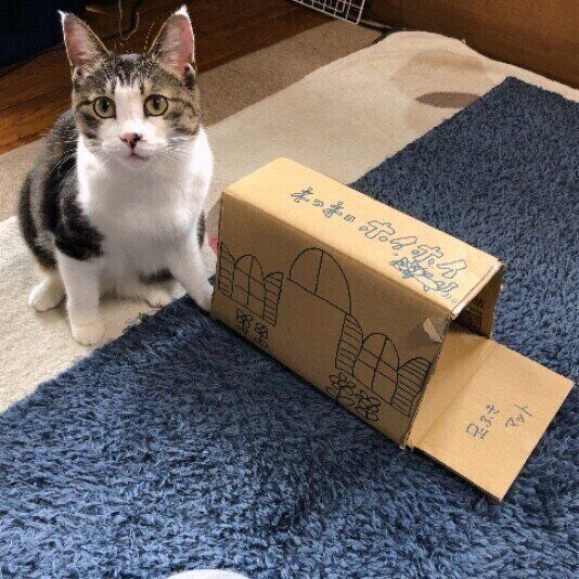 見つめる猫