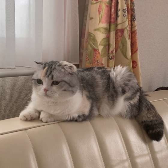 室内の猫
