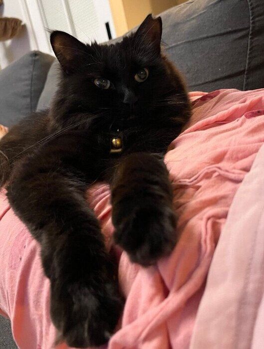 飼い主さんの膝に乗って甘えるエメちゃん